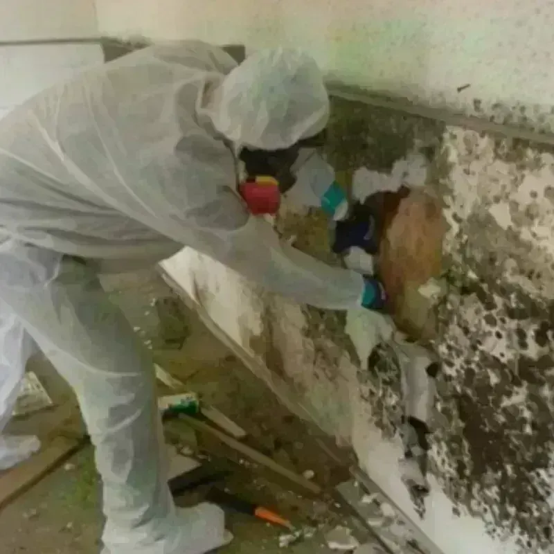 Mold Remediation and Removal in Port Barrington, IL